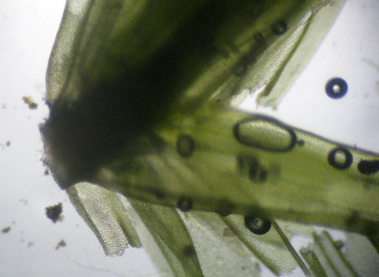 Muschio su salice - Leucodon sciuroides